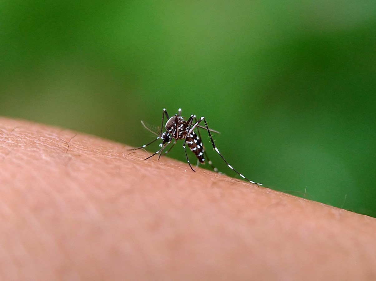 doenças transmitidas por mosquitos
